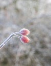 Red rose hip with ice in winter Royalty Free Stock Photo