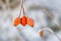 Red rose hip with ice in winter Royalty Free Stock Photo
