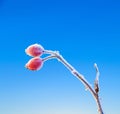 Red rose hip with ice in winter Royalty Free Stock Photo