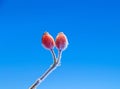 Red rose hip with ice in winter Royalty Free Stock Photo