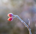 Red rose hip with ice in winter Royalty Free Stock Photo