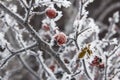 Red rose-hip in winter under frost Royalty Free Stock Photo