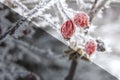Red rose-hip in winter under frost Royalty Free Stock Photo