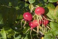 Red rose hips on a beach rose bush Royalty Free Stock Photo