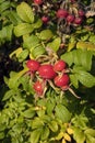 Red rose hips on a beach rose bush Royalty Free Stock Photo