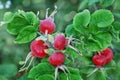 Red rose hips or brier Royalty Free Stock Photo
