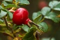 Red rose hips on bush Royalty Free Stock Photo