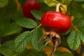 Red rose hips on bush Royalty Free Stock Photo