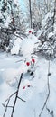 red rose hips on a bush covered with snow in winter Royalty Free Stock Photo