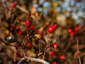 Red rose hips on a bush