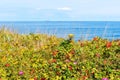 Red rose hips on bushes on the seashore, thickets of round rose hips Royalty Free Stock Photo