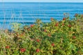 Red rose hips on bushes on the seashore, thickets of round rose hips Royalty Free Stock Photo