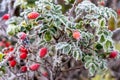 Red rose hips are covered with hoarfrost Royalty Free Stock Photo