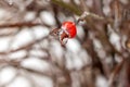 Red rose hips covered with ice close-up outdoors Royalty Free Stock Photo