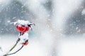 Red rose hips covered with snow against a blurred background during a heavy snowfall Royalty Free Stock Photo