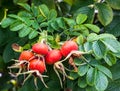 Red rose hips on the dog rose bush Royalty Free Stock Photo