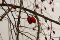 Red rose hips on a dry bush against the background of snow in winter Royalty Free Stock Photo