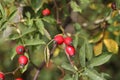 Red rose hips in the forest on the bush Royalty Free Stock Photo