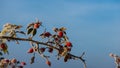 Red rose hips and green leaves on a branch covered with hoarfros Royalty Free Stock Photo