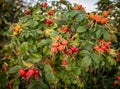 Red rose hips growing in the countryside Royalty Free Stock Photo