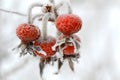 Red rose-hips macro in winter under frost Royalty Free Stock Photo