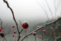 Red rose-hips macro in winter Royalty Free Stock Photo