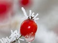 Red rose-hips macro in winter under frost in the cold Royalty Free Stock Photo
