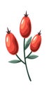 Red rose hips natural decoration Royalty Free Stock Photo