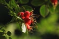 Red rose hips