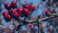 Red Rose Hips under Blue Sky in Autumn Royalty Free Stock Photo
