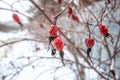 Red rose hips under the snow in a garden macro Royalty Free Stock Photo