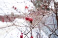 Red rose hips under the snow in a garden macro Royalty Free Stock Photo