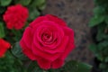 Red rose closeup on a Honduras national park La Ceiba Cuero y salado