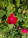 Red rose in house very nice