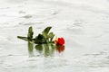 Red rose on ice Royalty Free Stock Photo