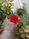 Red Rose of Indian Garden