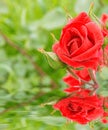 Red rose ireflected in the water. Royalty Free Stock Photo