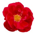 Red rose isolate top view Bud opened Royalty Free Stock Photo