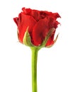 Red rose isolated Royalty Free Stock Photo