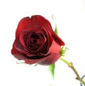 Red Rose Isolated Royalty Free Stock Photo
