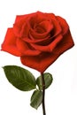 Red Rose Isolated Royalty Free Stock Photo