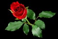 Red rose isolated on black Royalty Free Stock Photo