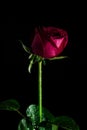 Red rose isolated black,In the dark days of love