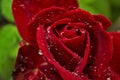 Red rose isolated on green background