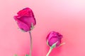 Red rose isolated on sweet wall background