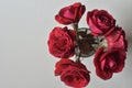 Red Rose Isolated - Top view fresh bloom flower on white background Royalty Free Stock Photo