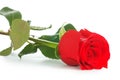Red rose isolated on white Royalty Free Stock Photo