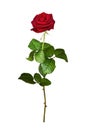 Red rose isolated on white Royalty Free Stock Photo