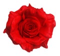 Red rose isolated