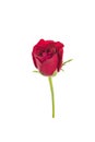 Red rose isolated on white background